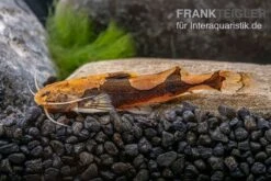 Rautenflecken-Zwergwels, Akysis Portellus -Container Haustiere Geschäft Rautenflecken Zwergwels Akysis portellus 2