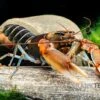 "Red Claw" Tigerkrebs, Cherax Peknyi Var. "Red Claw" -Container Haustiere Geschäft Red Claw Tigerkrebs Cherax peknyi var Red Claw 1