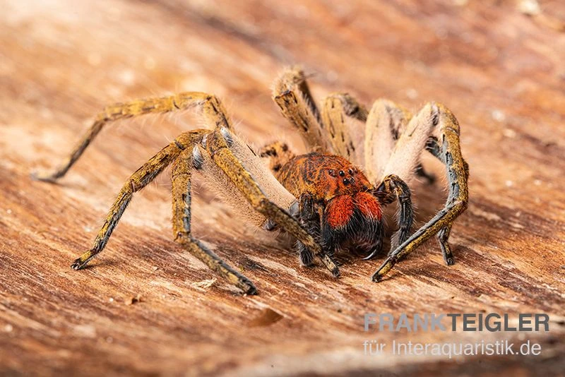 Red Fang Spider, Piloctenus haematostoma Red Fang Spider, Piloctenus Haematostoma -Container Haustiere Geschäft Red Fang Spider Piloctenus haematostoma 2