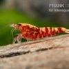 Red Galaxy Garnele Mix, Caridina Spec. "Red Galaxy" -Container Haustiere Geschäft Red Galaxy Garnele Mix Caridina spec Red Galaxy 1