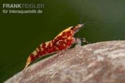 Red Galaxy Garnele Mix, Caridina Spec. "Red Galaxy" -Container Haustiere Geschäft Red Galaxy Garnele Mix Caridina spec Red Galaxy 2