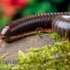 Red Legged Millipede, Spirostreptus Sp. Red Legged Nigeria 1 Red Legged Millipede, Spirostreptus Sp. Red Legged Nigeria -Container Haustiere Geschäft Red Legged Millipede Spirostreptus sp Red Legged Nigeria 1
