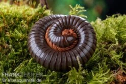 Red Legged Millipede, Spirostreptus Sp. Red Legged Nigeria -Container Haustiere Geschäft Red Legged Millipede Spirostreptus sp Red Legged Nigeria 2