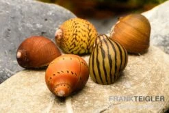 Rennschnecken-Bundle: 5x Rennschnecke Im Farbmix