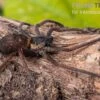 Riesenkrabbenspinne, Heteropoda Sp. Indonesien 01 2 Riesenkrabbenspinne, Heteropoda Sp. Indonesien 01 -Container Haustiere Geschäft Riesenkrabbenspinne Heteropoda sp Indonesien 01