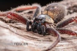 Riesenkrabbenspinne, Heteropoda Sp. Indonesien 01 -Container Haustiere Geschäft Riesenkrabbenspinne Heteropoda sp Indonesien 03