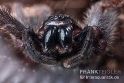 Riesenkrabbenspinne, Heteropoda Sp. Indonesien 01 -Container Haustiere Geschäft Riesenkrabbenspinne Heteropoda sp Indonesien 04