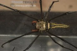 Riesenradnetzspinne, Nephila Maculata -Container Haustiere Geschäft Riesenradnetzspinne Nephila maculata