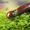 Riesiger Feuer-Tausendfüßer, Pelmatojulus Excisus -Container Haustiere Geschäft Riesiger Feuer Tausendfuesser Pelmatojulus excisus 1