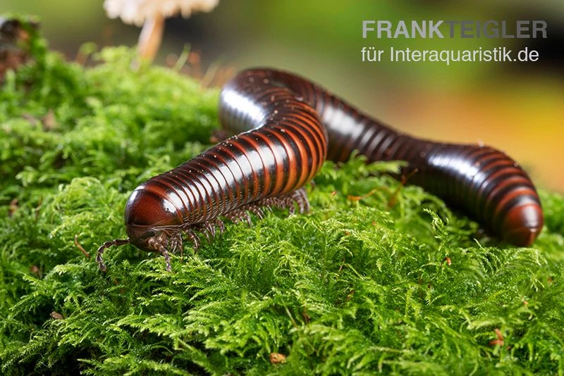 Riesiger Feuer-Tausendfüßer, Pelmatojulus excisus Riesiger Feuer-Tausendfüßer, Pelmatojulus Excisus -Container Haustiere Geschäft Riesiger Feuer Tausendfuesser Pelmatojulus excisus 2