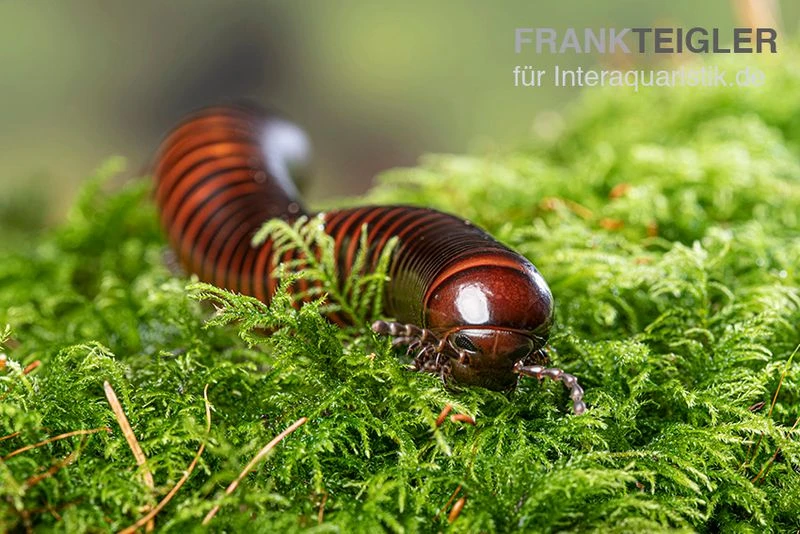 Riesiger Feuer-Tausendfüßer, Pelmatojulus excisus Riesiger Feuer-Tausendfüßer, Pelmatojulus Excisus -Container Haustiere Geschäft Riesiger Feuer Tausendfuesser Pelmatojulus excisus 3