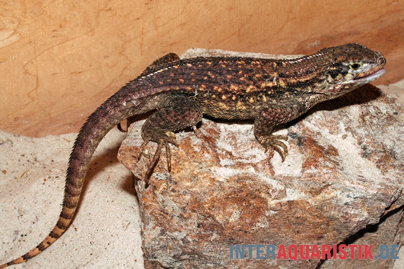 Rollschwanzleguan, Leiocephalus carinatus Rollschwanzleguan, Leiocephalus Carinatus -Container Haustiere Geschäft Rollschwanzleguan Leiocephalus carinatus3