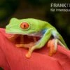 Rotaugenlaubfrosch, Agalychnis Callidryas DNZ 2 Rotaugenlaubfrosch, Agalychnis Callidryas DNZ -Container Haustiere Geschäft Rotaugenlaubfrosch Agalychnis callidryas 04