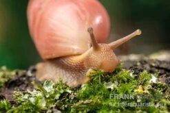Rote Hausschnecke, Limicolaria Sp. "Deep Red" -Container Haustiere Geschäft Rote Hausschnecke Limicolaria sp Deep Red 4