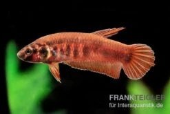 Roter Kampffisch, Betta Rubra