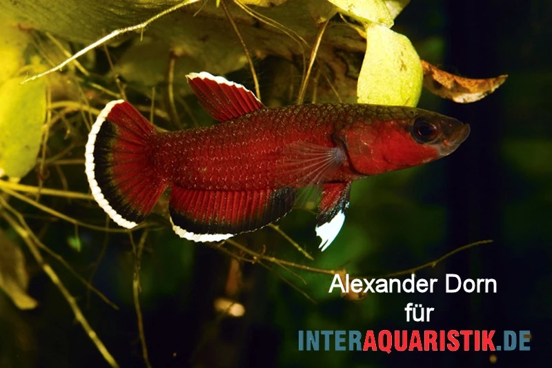 Roter Laubkampffisch, Betta channoides Roter Laubkampffisch, Betta Channoides -Container Haustiere Geschäft Roter Laubkampffisch Betta channoides 1