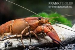Roter Papuakrebs, Cherax Boesemani (Cherax Red Brick/ Red Chilli) -Container Haustiere Geschäft Roter Papuakrebs Cherax boesemani Cherax Red Brick 2
