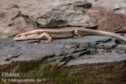 Roter Togo-Skink, Mabuya Perrotetii -Container Haustiere Geschäft Roter Togo Skink Mabuya perrotetii 2
