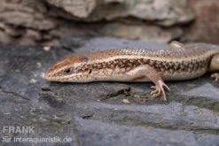 Roter Togo-Skink, Mabuya Perrotetii -Container Haustiere Geschäft Roter Togo Skink Mabuya perrotetii 3