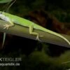 Rotkehlanolis, Anolis Carolinensis 1 Rotkehlanolis, Anolis Carolinensis -Container Haustiere Geschäft Rotkehlanolis Anolis carolinensis 1