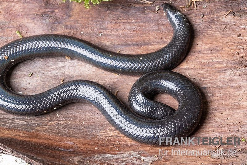 Rotschwanz-Walzenschlange, Cylindrophis ruffus Rotschwanz-Walzenschlange, Cylindrophis Ruffus -Container Haustiere Geschäft Rotschwanz Walzenschlange Cylindrophis ruffus 2