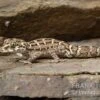 Rübenschwanz-Viperngecko, Hemidactylus Imbricatus 2 Rübenschwanz-Viperngecko, Hemidactylus Imbricatus -Container Haustiere Geschäft Ruebenschwanz Viperngecko Hemidactylus imbricatus