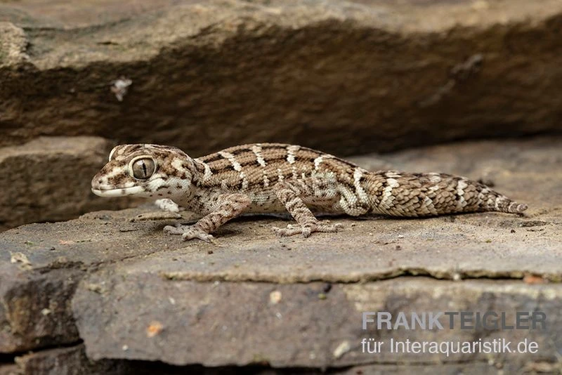 Rübenschwanz-Viperngecko, Hemidactylus imbricatus Rübenschwanz-Viperngecko, Hemidactylus Imbricatus -Container Haustiere Geschäft Ruebenschwanz Viperngecko Hemidactylus imbricatus