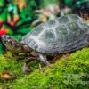 Rückenstreifen-Pelomedusenschildkröte, Pelusios Gabonensis -Container Haustiere Geschäft Rueckenstreifen Pelomedusenschildkroete Pelusios gabonensis 1