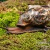 Samt-Achatschnecke, Archachatina Marginata Suturalis "Ikom" -Container Haustiere Geschäft Samt Achatschnecke Archachatina marginata suturalis Ikom 1