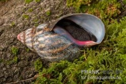 Samt-Achatschnecke, Archachatina Marginata Suturalis "Ikom" -Container Haustiere Geschäft Samt Achatschnecke Archachatina marginata suturalis Ikom 3