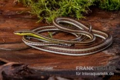 Sandrenn-Natter, Psammophis Elegans -Container Haustiere Geschäft Sandrenn Natter Psammophis elegans 02