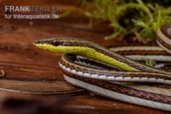 Sandrenn-Natter, Psammophis Elegans -Container Haustiere Geschäft Sandrenn Natter Psammophis elegans 03