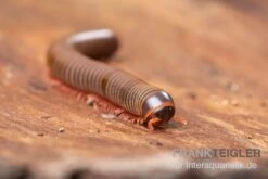 Satun-Tausendfüßer, Spirobolus Sp. "Satun" -Container Haustiere Geschäft Satun Tausendfuesser Spirobolus sp Satun 3