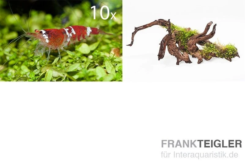Bundle Scaper Truppe: 10 x Crystal Red Garnele + Mangrovenwurzel mit Moos Bundle Scaper Truppe: 10 X Crystal Red Garnele + Mangrovenwurzel Mit Moos -Container Haustiere Geschäft Scaper Truppe 10 x Crystal Red Garnele Spiderwood m