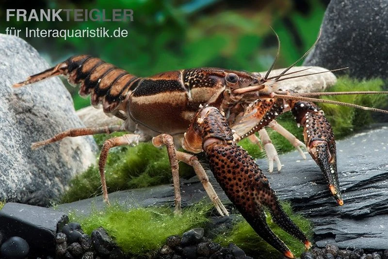 Scarface Flusskrebs, Procambarus ouachitae Scarface Flusskrebs, Procambarus Ouachitae -Container Haustiere Geschäft Scarface Flusskrebs Procambarus ouachitae 1