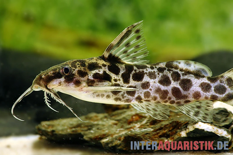 Scherenschwanz-Fiederbartwels, Synodontis soloni Scherenschwanz-Fiederbartwels, Synodontis Soloni -Container Haustiere Geschäft Scherenschwanz Fiederbartwels Synodontis soloni 1