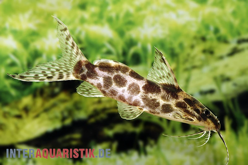 Scherenschwanz-Fiederbartwels, Synodontis soloni Scherenschwanz-Fiederbartwels, Synodontis Soloni -Container Haustiere Geschäft Scherenschwanz Fiederbartwels Synodontis soloni 2