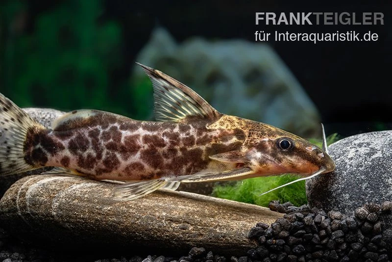 Scherenschwanz-Fiederbartwels, Synodontis soloni Scherenschwanz-Fiederbartwels, Synodontis Soloni -Container Haustiere Geschäft Scherenschwanz Fiederbartwels Synodontis soloni 4 jpg