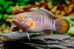 Schläfergrundel, Mogurnda Cingulata -Container Haustiere Geschäft Schlaefergrundel Mogurnda cingulata 2