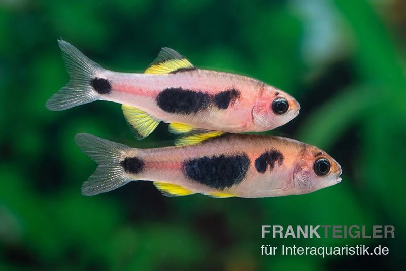 Schmetterlingsbarbe, Barbus hulstaerti (Minifisch), 5 Stück Schmetterlingsbarbe, Barbus Hulstaerti (Minifisch), 5 Stück -Container Haustiere Geschäft Schmetterlingsbarbe Barbus hulstaerti 2