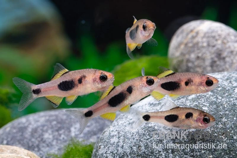 Schmetterlingsbarbe, Barbus hulstaerti (Minifisch), 5 Stück Schmetterlingsbarbe, Barbus Hulstaerti (Minifisch), 5 Stück -Container Haustiere Geschäft Schmetterlingsbarbe Barbus hulstaerti 3