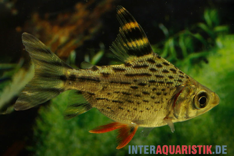 Schwanzstreifen-Salmler, Semaprochilodus taeniurus Schwanzstreifen-Salmler, Semaprochilodus Taeniurus -Container Haustiere Geschäft Schwanzstreifen Salmler Semaprochilodus taeniurus 1