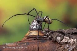 Schwarze Seidenspinne, Nephila Kuhlii -Container Haustiere Geschäft Schwarze Seidenspinne Nephila kuhlii 3