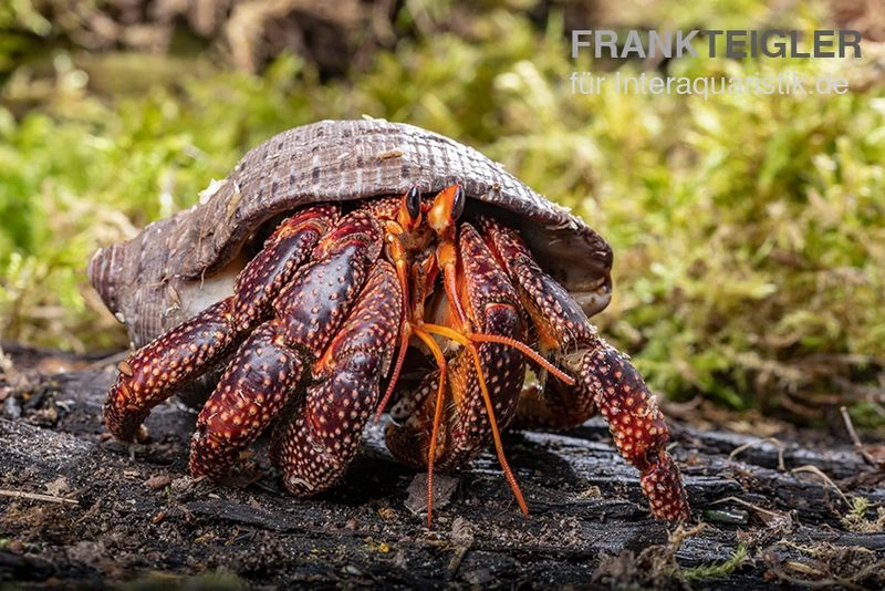 Schwarzer Landeinsiedlerkrebs, Coenobita sp. Black (Größe XL) Schwarzer Landeinsiedlerkrebs, Coenobita Sp. Black (Größe XL) -Container Haustiere Geschäft Schwarzer Landeinsiedlerkrebs Coenobita sp Black 1