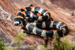 Schwarzgebänderte Wühltrugnatter, Scolecophis Atrocinctus -Container Haustiere Geschäft Schwarzgebaenderte Wuehltrugnatter Scolecophis atrocinctus 2