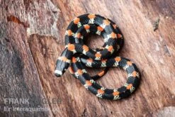 Schwarzgebänderte Wühltrugnatter, Scolecophis Atrocinctus -Container Haustiere Geschäft Schwarzgebaenderte Wuehltrugnatter Scolecophis atrocinctus 3