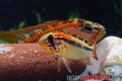 Schwarzkehl-Zwergbuntbarsch, Apistogramma Viejita, Paarweise -Container Haustiere Geschäft Schwarzkehl Zwergbuntbarsch Apistogramma viejita 3