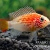 Schwarzkehlbuntbarsch Gold, Apistogramma Viejita Gold, Paarweise -Container Haustiere Geschäft Schwarzkehlbuntbarsch gold Apistogramma viejita gold paarweise 1