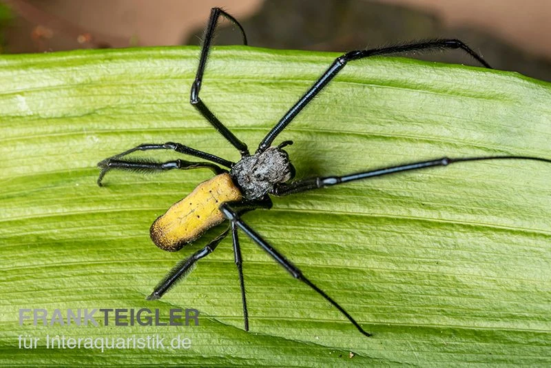 Seidenspinne, Nephila senegalensis Seidenspinne, Nephila Senegalensis -Container Haustiere Geschäft Seidenspinne Nephila senegalensis 1