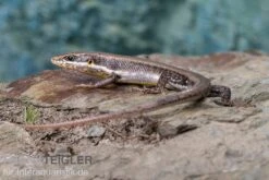 Senegal Mabuya, Trachylepis Affinis -Container Haustiere Geschäft Senegal Mabuya Trachylepis affinis 2